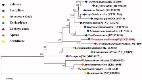 Figure 1. Phylogeny of H. moellendorffii with 17 allied species. Bootstrap values of 1000 replicates were shown on nodes. Daucus carota was used as outgroup.