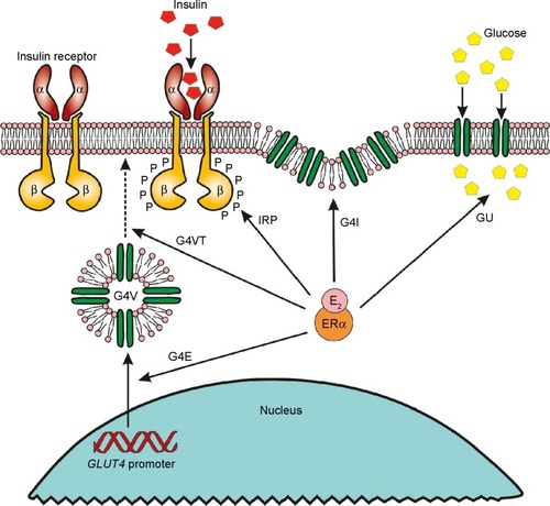 Figure 3 Role of ERα signaling in insulin-stimulated cellular glucose uptake.