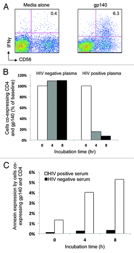 Figure 4. Cells co-expressing CD4 and HIV-1 gp140 Envelope protein reduce over time during the NK cell activation ADCC assay. (A) HIV-1 gp140 envelope protein antigen stimulation of the whole blood samples in the NK cell activation ADCC assay in the presence of HIV+ plasma induces NK cell IFNγ expression. (B) Cells co-expressing CD4 and gp140 reduced in number over time (% baseline) in the presence of HIV positive serum (right graph) but not in the presence of HIV negative serum (left graph). (C) The reduction in the number of cells co-expressing CD4+ and gp140 was associated with an increase in Annexin V expression over time in the same population when incubated in the presence of HIV+ plasma (white bars) compared with HIV- plasma (black bars).