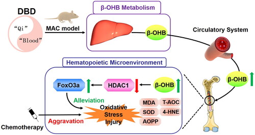 Figure 9. Schematic model of DBD alleviating CTX-induced MAC by regulating β-OHB metabolism and suppressing oxidative stress.