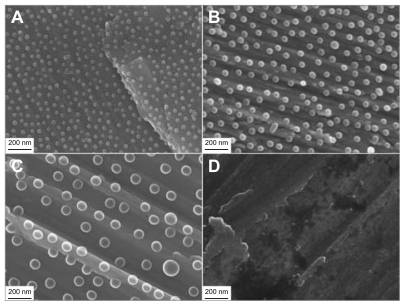 Figure 3 SEM micrographs of the cylindrical part of all implant groups. (A) 60 nm, (B) 120 nm, (C) 220 nm diameter semispheres and (D) a non-patterned machined titanium implant.