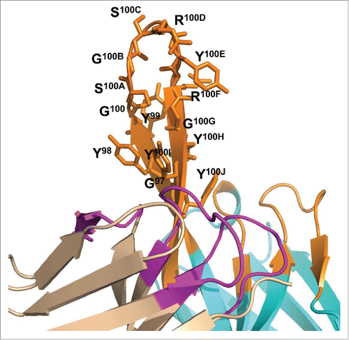 Figure 8. Close-up view of MEDI3185 CDR3H. Mutated residues are shown as sticks.