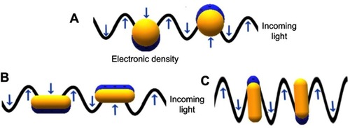 Figure 2 LSPR on gold nanoparticles, generated by the interaction between the conduction electrons on gold surface and the incident light on (A) non-anisotropic spherical AuNP, (B) longitudinal and (C) transversal anisotropic rod-shape AuNP.