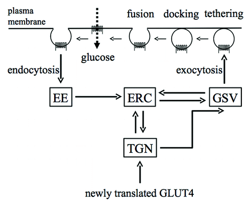 Figure 1. Intracellular trafficking of GLUT4. Intracellular compartments in which GLUT4 is localized are shown as squares. Intracellular translocation of GLUT4 between compartments is shown by thick arrows. In unstimulated cells, GLUT4 is sequestered in specialized compartments termed GSVs. GLUT4 is redistributed and becomes accumulated in the plasma membrane via various pathways when cells are stimulated with insulin. EE, early endosome; ERC, endosomal recycling compartment; GSV, GLUT4 storage vesicle; TGN, trans-Golgi network.