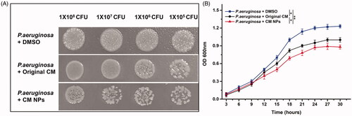 Figure 4. (A) Solid-medium spotting assay. P. aeruginosa strain was tested by spotting decreasing numbers of cells on potato dextrose agar plates containing MIC/2 concentrations of original CM and CM NPs. (B) Growth kinetics of P. aeruginosa in the presence of original CM and CM NPs at their MIC/2 concentrations.