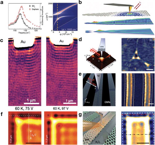 Figure 9. Surface plasmon polaritons in monolayer graphene. (a) Near-field spectroscopic measurement and theoretically calculated dispersion of Dirac plasmons in monolayer graphene [Citation51]. (b) s-SNOM scheme (upper), experimental amplitude of graphene plasmons (middle) and calculated local density of optical states (bottom) [Citation53]. The incident wavelength is 9.7 μm. (c) Nano-image of graphene plasmons launched by gold antenna under liquid-nitrogen temperature. The incident wavelength is 11.28 μm [Citation88]. (d) Plasmonic hotspots inside graphene nanobubbles on boron nitride substrate [Citation89]. The incident frequency is 910 cm−1. (e) Asymmetric plasmonic fringes induced by superposition of propagating and localized modes in graphene nanoribbons [Citation90]. The incident frequency is 1184 cm−1. (f) Experimental (left) and calculated (right) near-field amplitude of graphene rectangle resonators, representing 1D edge mode and 2D sheet mode [Citation93]. The incident wavelength is 11.31 μm. (g) Edge plasmons at the top boundary of graphene nanoribbons [Citation92]. The incident frequency is 1160 cm−1. Scale bars in all panels represent 200 nm, except for 1 μm in (c). (a) Reproduced with permission [Citation51]. Copyright 2011, American Chemical Society. (b) Reproduced with permission [Citation53]. Copyright 2012, Nature Publishing Group. (c) Reproduced with permission [Citation88]. Copyright 2018, Nature Publishing Group. (d) Reproduced with permission [Citation89]. Copyright 2016, American Chemical Society. (e) Reproduced with permission [Citation90]. Copyright 2017, American Chemical Society. (f) Reproduced with permission [Citation93]. Copyright 2016, Nature Publishing Group. (f) Reproduced with permission [Citation92]. Copyright 2015, American Chemical Society.