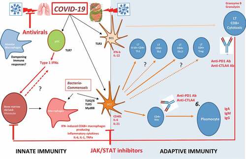 Figure 3. Putative immune scenarios associated with protective immune responses.