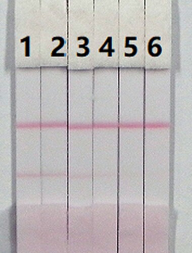 Figure 7. Colloidal gold immunochromatographic strip for CLO in 0.01 M PBS (pH 7.4). CLO concentration: 1 = 0 ng/mL; 2 = 0.1 ng/mL; 3 = 0.25 ng/mL; 4 = 0.5 ng/mL; 5 = 1 ng/mL; and 6 = 2.5 ng/mL.