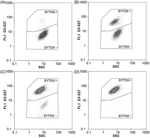 Fig. 2. Flow cytometric two-dimensional dot-plots showing effects of hydrogen peroxide (initial concentration 20.00 mg l–1, dark regime) on cell membrane integrity in M. aeruginosa. Side scatter (SSC) and green fluorescence (FL1 – 527/30 nm) were monitored after (A) 7 h, (B) 24 h, (C) 48 h and (D) 72 h of exposure. Membrane-compromised cells were distinguished from the cells with intact membrane using gating regions SYTOX+ and SYTOX– respectively.