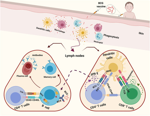 Figure 1 Schematic representation of the immune response elicited by BCG vaccination.
