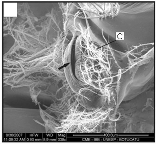 Figure 10. Gonopore of a female with 10.2 mm CL. Gonopore opening (arrow); setae (C). Scale bar = 400 µm.