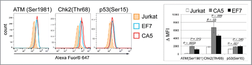 Figure 4. Activation of the DNA damage response pathway in latently infected cells. Representative histograms illustrating increases in levels of phosphorylated forms of ATM(Ser1981), Chk2(Thr68) and p53(Ser15) in 2 latently infected cells, CA5 and EF7, as compared with un-infected parental Jurkat cells. To detect phosphor-p53(Ser15), samples were stained with mAb conjugated with Alexa Fluor® 647. To detect phosphor-ATM(Ser1981) and phosphor-Chk2(Thr68), samples were stained with specific mAb, followed by staining with secondary antibody conjugated with Alexa Fluor® 647. A right shift of fluorescence intensities detected for the 2 latently infected cells corresponds to increases in the level of analyzed factors involved in detection of DSBs. On right, levels of phosphorylated forms of ATM, Chk2 and p53 in cells were compared using median of fluorescence intensities (MFI). The graph shows relative MFIs calculated from 3 experiments using MFI values of unstained samples as controls in the p53(Ser15) analysis; and samples stained only with secondary antibodies conjugated with Alexa Fluor® 647 in analysis of ATM(Ser1981) and Chk2(Thr68). Significance (p-value) was determined by 2-tailed paired-samples t test analysis.