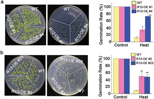 Figure 2. Heat tolerance of overexpressing of RCAR12 and RCAR13 transgenic plants.(a and b) Seeds after stratification at 4°C for 3 days in the dark were sown on MS agar medium after 50°C for 2 h. The germination rates of plants (WT, RCAR12-OE (a) and RCAR13-OE (b)) were measured at day 10. Data are means ± SD of the three independent biological experiments. ** Significant at P < .01 compared with the WT, Student’s t-test.