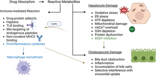 Figure 4. Molecular events involved in DILI during hepatocellular and cholestatic injuries. Hepatocyte injury is initiated by an increase in oxidative stress resulting from ROS imbalance, endoplasmic reticulum stress, ATP depletion, mitochondrial dysfunction, calcium overload, glutathione depletion, protein dysfunction and BSEP inhibition. BSEP inhibition may lead to bile duct injuries such as obstruction, accumulation of bile salts and interference in sinusoidal uptake. DAMPs are released upon hepatocyte damage and initiate further inflammation. Reactive metabolites might also activate the immune response via drug-protein adducts, haptens, TLR binding, mistargeting of peptides, MHC II binding release of pro-inflammatory cytokines in a positive loop with upregulation of the recruitment of additional immune cells.