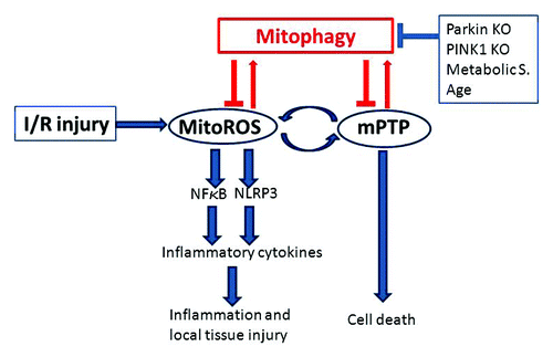 Figure 1. Connection between mitophagy and inflammation in the heart. Ischemia/reperfusion injury triggers a burst of mitochondrial ROS followed by opening of the mPTP. Depolarization triggers autophagic removal (mitophagy), unless autophagy/mitophagy is impaired [as is the case in the Park2 (Parkin) and Pink1 knockout animals, or in the setting of metabolic syndrome (Metabolic S.) or advanced age]. Failure to eliminate damaged mitochondria leads to a vicious cycle of ROS-induced ROS release, which can trigger mPTP in many mitochondria (catastrophic mPTP), eventually culminating in cell death. ROS derived from mitochondria (mitoROS) activate NFκB, driving transcription of mRNA for inflammatory cytokines, and simultaneously activate the NLRP3 inflammasome responsible for processing the mature forms of IL-1β and IL-18. Released cytokines trigger inflammation and local tissue injury affecting adjacent “innocent bystander” cells. Mitophagy, by promptly eliminating damaged mitochondria, can prevent cell death and inflammatory signaling.