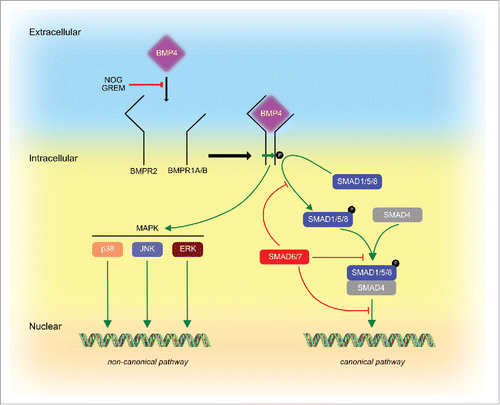 Figure 1. BMP4 signaling pathways. The BMP4 signal is transduced by 2 type of serine-threonine kinase receptors, BMPR1A or BMPR1B (type I) and BMPR2 (type II). Upon BMP4 binding, Type II receptor phosphorylates Type I receptor, which in turn leads to phosphorylation of members of the SMAD protein family such as SMAD1, 5, and 8. SMAD1/5/8 can form a complex with SMAD4 to translocate to the nucleus to regulate gene expression. This pathway is termed the canonical SMAD-dependent pathway, which is also regulated by inhibitory SMAD6 and 7 which can interfere with SMAD1/5/8 phosphorylation, SMAD1/5/8-SMAD4 complex formation and shuttling into the nucleus. Furthermore, BMP4 can signal via non-canonical SMAD-independent pathways, which include MAPKs such as p38, ERK and JNK. Both, canonical and non-canonical pathways can be blocked by BMP4 inhibitors such as NOGGIN (NOG) and GREMLIN (GREM).