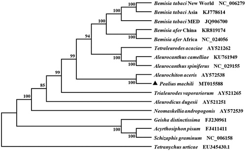 Figure 1. Phylogenetic tree showing the relationship between Pealius machili and 15 other whiteflies based on the neighbor-joining method. GenBank accession numbers of each species are listed in the tree. Whitefly determined in this study was labeled with a triangle. Tetranychus urticae was used as an outgroup.