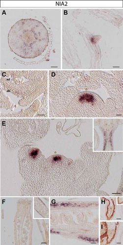 Figure 2. NIA2 expression in Arabidopsis thaliana plants. RNA in situ hybridization using a specific probe for Arabidopsis NIA2 on transversal sections through the hypocotyl (A), longitudinal sections through an emerging lateral root tip (B), rosette leaves (C), the vegetative shoot apical meristem (D), the inflorescence meristem (E) and various stages of pistil development (F-G). Inset in E: replum and upper part of pedicel. Representative stains in developing embryos (H-I): early (H) and late heart stages (I). Inset in H: globular stage embryo. Scale bars 20µm (A-D, F-I) and 50µm (E).