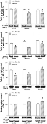 Figure 4. Protein content of CuZnSOD, MnSOD, GSH-Px and catalase in skin of non-diabetic and diabetic, untreated, L-arginine treated and M40403 treated rats. The signals from representative Western blot are shown below the graphs. Data obtained after quantification of specific bands, and expressed as % of non-diabetic untreated (control) group taken as 100%, represent the mean ± SEM. *Comparison with non-diabetic untreated control, *p < .05. #Comparison with diabetic untreated control, #p < .05. CuZnSOD: copper zinc superoxide dismutase; MnSOD: manganese superoxide dismutase; GSH-Px: glutathione peroxidase; CAT: catalase.