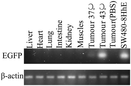 Figure 7. RT-PCR of EGFP mRNA in vivo. SW480 mouse tumour xenografts were injected with lentivirus pLVX-8HSEs-hTERTp-EGFP-3FLAG for 48 h. mRNA was extracted from the tumour and various organs. The mRNA level of EGFP was analyzed by RT-PCR. The mRNA levels of EGFP in tumours treated at 37 °C were obviously lower than the mRNA levels of tumours treated at 43 °C. SW480 transfected by the pLVX-8HSEs-hTERTp-EGFP-3FLAG vector served as the positive control. No detectable PCR products were found in any of the various organs tested, nor in a tumour treated with PBS via the tail vein.