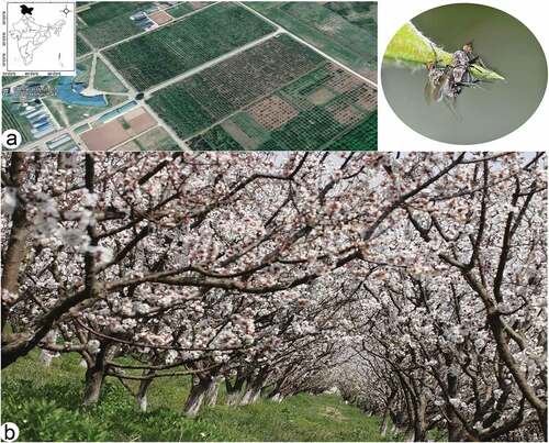 Figure 1. (a, b) Type locality of the new species, Central Institute of Temperate Horticulture, Srinagar, Jammu and Kashmir, India.