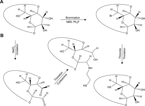 Figure 1 Comparison of synthetic pathways of thiolated beta-cyclodextrin (β-CD) derivatives. (A) Bromination of β-CD with N-bromosuccinimide (NBS) and triphenylphosphine (Ph3P) in lithium bromide (LiBr)-N,N-dimethylacetamide (DMA) and substitution of thiol groups using thiourea and (B) oxidation of β-CD using sodium periodate (NaIO4) followed by conjugation of cysteamine via reductive amination.