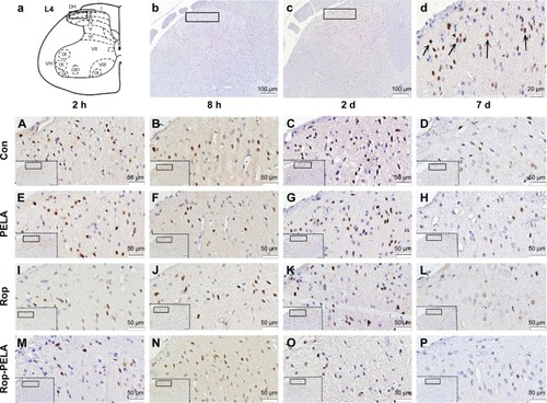 Figure 3 Immunohistochemistry of FOS+ neurons in ipsilateral spinal cord after paw incision of rats.Notes: (a) Schematic drawings of the segment L4 of rat, I-X, spinal cord laminae. (b) Negative control. The specimen was treated with PBS instead of primary antibody (×100). (c) FOS+ neurons expressed in dorsal horn of spinal cord (×100). (d) Higher magnification (×400) of FOS+ neurons, with characteristic brown nuclear staining (arrows). Photomicrographs (A–P) showed FOS+ immunoreactivity after administration with saline (A–D), PELA (E–H), Rop (I–L), Rop-PELA (M–P) at 2 h, 8 h, 2 d and 7 d after administration (×200), respectively.Abbreviations: Con, control; PELA, polyethylene glycol-co-polylactic acid; Rop, ropivacaine; h, hour; d, day; PBS, phosphate buffer solution.