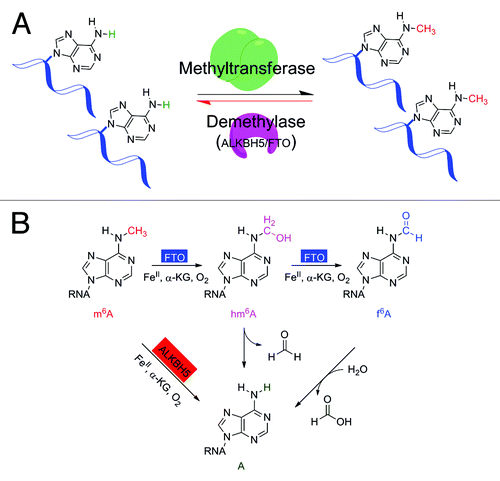 Figure 1. Dynamic m6A modification on mRNA and non-coding RNA. (A) The reversible m6A methylation on mRNA and non-coding RNA. (B) Oxidative demethylation of m6A in RNA by ALKBH5 and FTO proteins.