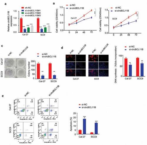 Figure 2. circBCL11B silencing restricts cell progression and induced cell apoptosis A