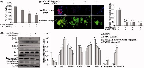 Figure 6. CANE inhibits autophagy in A549DR cells. (A) Effects of autophagy inhibition by 3-MA on CANE-induced cell death evaluated by MTT assay. (B) Autophagic vacuole formation is inhibited in presence of 3-MA as well as 3-MA in combination with CANE. Image J software was used for quantification of oxidative stress. Images were taken at 40× magnification [scale bar= 0.1 mm]. (C) Western blotting of autophagy as well as apoptosis markers in presence of 3-MA, β-actin used as loading control. Densitometry analysis was determined by Image J software. Each value in the graph represents as the mean ± SD of three independent experiments. Values with different superscripts differ significantly from each other (p < .05).