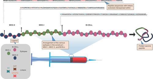 Figure 1. The sequence of epitopes arrangements within the vaccine construct showing linkers connecting various epitope classes. The MHC-II, MHC-1 and B-cell epitopes are joined using GPGPG linkers, AAY linkers and KK linkers, respectively.