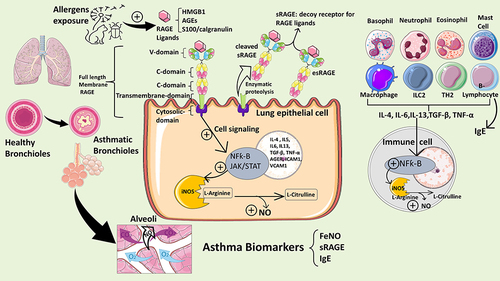 Figure 4 This schematic summarizes the mechanisms underlying allergic airway inflammation in asthma involving RAGE signaling and biosynthesis of nitric oxide (NO). Allergens trigger release of RAGE ligands such as HMGB1, S100/calgranulins which bind to and activate RAGE on lung epithelial cells. RAGE structure is depicted showing its variable domain (V-domain), two constant domains(C-domain), and cytosolic domain. The RAGE protein exists as full-length membrane-bound RAGE (mRAGE), as well as a soluble form (sRAGE), which lacks the transmembrane and signaling domains, and functions as a decoy receptor. sRAGE can be produced endogenously by alternative splicing (esRAGE) or through proteolytic cleavage of the full-length mRAGE. Upon ligand binding, intracellular signaling cascades are initiated which leads to transcriptional activation of NF-κB- and STAT-dependent gene transcription. RAGE-dependent activation of NF-κB induces a positive feedback loop by inducing RAGE (AGER gene) and NF-kB gene transcription and is suspected to stimulate release of cytokines that activate resident immune cells in the lung and is also released into the circulation to activate TH2 cells and ILC2s producing large amounts of IL-4, IL-5 and IL-13 and other cytokines activating B cells to produce allergy-specific globulins (IgE). The IgE specific to allergens will then bind to eosinophils to exacerbate allergic airway inflammation and airway hyperresponsiveness. The biosynthesis of NO in the airways is induced by inducible NO Synthase (iNOS) expressed in lung epithelial cells and inflammatory cells (basophils, eosinophils, neutrophils, mast cells, B or T lymphocytes). NO produced intracellularly will diffuse to the lumen of the airways. Upregulation of iNOS induced by NF-kB during allergic inflammation generates elevated level of exhaled NO in the bronchial airways which can be detected as “FeNO” indicating degree of inflammation.