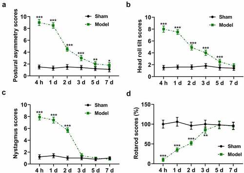 Figure 1. Time course of vestibular compensation after unilateral labyrinthectomy. Twelve SD rats were divided into two groups: rats in the Model group underwent unilateral labyrinthectomy (n = 6) and those in the Sham group underwent a sham operation (n = 6). (a) Postural asymmetry scores of rats at 4 h and on day(s) 1, 2, 3, 5, 7 in the Sham and Model groups. (b) Head roll tilt scores of rats at 4 h and on day(s) 1, 2, 3, 5, 7 in the Sham and Model groups. (c) Nystagmus scores of rats at 4 h and on day(s) 1, 2, 3, 5, 7 in the Sham and Model groups. (d) Rotarod scores of rats at 4 h and on day(s) 1, 2, 3, 5, 7 in the Sham and Model groups. * p < 0.05 or ** p < 0.01 or *** p < 0.001 vs Sham. The data were shown as mean ± standard deviation (S.D.)