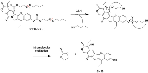 Scheme 2 The SN38 releasing mechanism from compound 2.