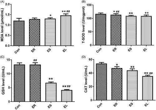 Figure 8. Effects on liver biochemical indicators. The rats were treated with the ethanol extracts of different parts of C. serratus (ER: 4.14 g/kg/day, ES: 3.20 g/kg/day and EL: 1.16 g/kg/day) for 14 days. The levels of malondialdehyde (MDA, A), total superoxide dismutase (T-SOD, B), glutathione (GSH, C) and catalase (CAT, D) differed considerably among the different groups. Data were presented as mean ± SD (n = 6). *p < 0.05, **p < 0.01 vs. the Con group; #p < 0.05, ##p < 0.01 vs. the ES group.