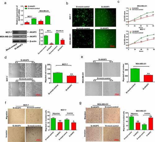 Figure 3. AKAP3 knockdown inhibits BC cell growth, proliferation, invasion, and migration. (a) AKAP3 mRNA and protein expressions are significantly decreased in si-AKAP3-transfected MCF-7 and MDA-MB-231 cell lines. (b) A lower number of BC cells after si-AKAP3 transfection. (c) The CCK-8 assay shows inhibited vitality of BC cells. (d, e) The wound-healing assay reveals reduced cell migration in si-AKAP3-transfected cells at 72 h. (f, g) Transwell assays show suppressed invasion ability in si-AKAP3-transfected cells at 72 h. *P < 0.05 and ** P < 0.01 vs. mock control.