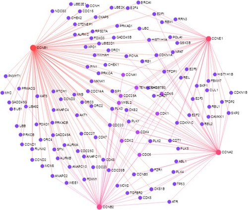 Figure 6 Protein–protein interaction network of differentially expressed cyclins.