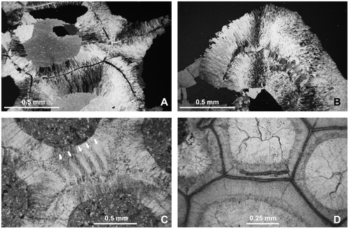 Figure 19. Thamnopora sp. Microstructure of the wall. A. Transverse section, periphery of the axial zone showing the median plate flanked by the two layers of stereoplasm. LPB 19373, “LFP” thin section, crossed nicols. B. Slightly oblique section, peripheral zone, showing the “plaquettes” of the median plate. LPB 19373, “LFP” thin section, crossed nicols. C. Tangential section to the branch showing the trabecular structure of the inner layer of the stereoplasm of the “upper “corallite. LPB 19374, thin section Bb 1122. D. Transverse section, axial zone showing the light-colored “dark line” (= median plate) and its duplication on one of its sides. LPB 19374, thin section Bb 1123.