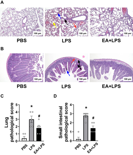 Figure 2 H&E staining (100X) of lung and small intestine and tissue pathological scores. (A) Changes of lung histology in PBS group, LPS group and EA+LPS group after 12 h of i.p. injection of LPS or PBS. (Black arrow, inflammatory cell infiltration; Blue arrow, alveolar congestion; Red arrow, exudation of fluid in the alveoli; Yellow arrow, alveolar septa rupture.) (B) Changes of small intestine histology in PBS group, LPS group and EA+LPS group after 12 h of i.p. injection of LPS or PBS. (Black arrow, intestinal submucosal or villi congestion; Blue arrow, intestinal villi atrophy; Red arrow, intestinal submucosal edema.) (C) Tissue pathological scores of lungs in each group. (n = 5/group, *P < 0.05, compared to PBS control mice; #P < 0.05, compared to endotoxemic mice.) (D) Tissue pathological scores of small intestines in each group. (n = 5/group, *P < 0.05, compared to PBS control mice; #P < 0.05, compared to endotoxemic mice).