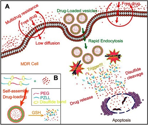 Figure 7 (A) Schematic illustration of redox-responsive polymeric vesicles for overcoming the multidrug resistance of cancer cells and (B) Schematic outline of the predicted self-assembly behavior of PzLL-SSPEG-SS-PzLL triblock copolymers and their drug-release behavior. Reprinted with permission from Ren T, Wu W, Jia M, Dong H, Li Y, Ou Z. Reduction-cleavable polymeric vesicles with efficient glutathione-mediated drug release behavior for reversing drug resistance. ACS Appl Mater Interfaces. 2013;5(21):10,721–10,730. Copyright 2013, American Chemical Society.Citation73