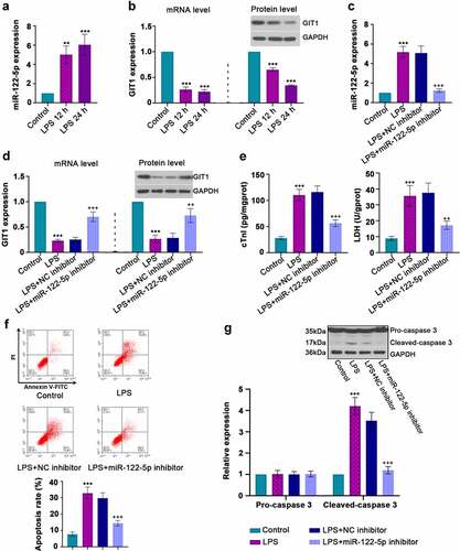 Figure 3. In vitro analysis for beneficial role of inhibiting micro RNA miR-122-5p in lipopolysaccharide (LPS)-induced apoptosis. (a-b) Rat H9c2 cells were treated with LPS for 12 h or 24 h, and the expression levels of miR-122-5p and G-protein-coupled receptor kinase interacting protein-1 (GIT1) were assessed by real-time quantitative PCR (RT-qPCR) or western blot analysis. (c-d) H9c2 cells were transfected with NC inhibitor or miR-122-5p inhibitor for 24 h, followed by LPS treatment for another 24 h under proper culture conditions. After that, miR-122-5p and GIT1 expression levels were measured. (e) The contents of cardiac troponin I (cTnI) and lactate dehydrogenase (LDH) were detected by appropriate kits. (f) Flow cytometry showed the apoptosis of LPS-stimulated myocardial cells. (g) Western blot analysis illustrated the changes of caspase-3 expression. **p < 0.01, ***p < 0.001 versus control; ++p < 0.01, +++p < 0.001 versus LPS + NC inhibitor