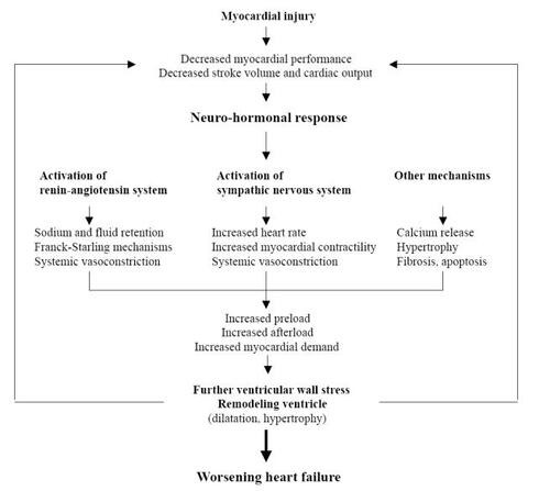 Figure 1 The pathophysiological mechanisms of chronic heart failure.