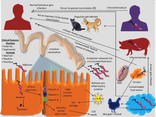 Figure 2. Pathogenesis and transmission of Arcobacter. Arcobacter after entry through the digestive tract, colonize the intestine. Several mechanisms like production of cytotoxin, affecting expression of tight junction proteins, release of pro-inflammatory cytokines and epithelial barrier dysfunction lead to cell death. The organism is released into the environment where it contaminates water and food sources thereby entering the human food chain.