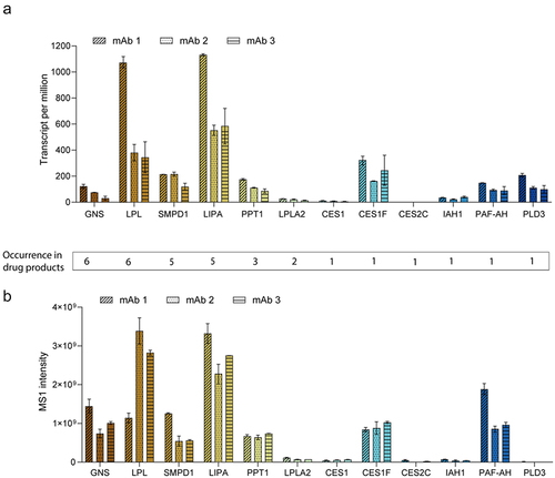 Figure 1. (a) Gene expression data in transcripts per million of potentially PS-degrading hydrolases identified in drug products. Transcript data of producer cell lines from three different campaigns are depicted. One clone each (two timepoints, n = 2) was analyzed for monoclonal antibody (mAb) 1 and 2 and a producer pool (one timepoint, n = 24) was analyzed for mAb 3. Data are sorted in descending order according to their occurrence in seven investigated drug products. (b) Relative protein abundance (MS1 intensity) of potentially PS-degrading hydrolases identified in drug products. Protein expression data in cell culture supernatant from three different campaigns are depicted. One clone each (technical triplicates, n = 3) was analyzed for mAb 1 and 2 and a producer pool (technical duplicates, n = 2) was analyzed for mAb 3.
