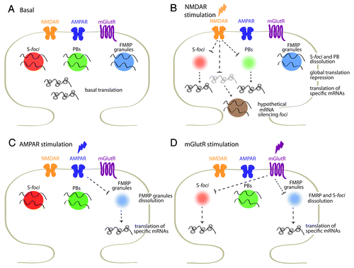 Figure 1. SyAS-foci and translational regulation at the synapse. (A) Several mRNA-silencing foci, including S-foci, PBs and FMRP granules, among others, are present in dendrites and dendritic spines. S-foci are different from FMRP granules and PBs. The three kind of SyAS-foci may coexist in a single dendritic spine. (B-D) Distinct SyAS-foci respond to specific stimuli, dissolving and releasing specific mRNAs. Stimulation of NMDAR or mGlutR affect S-foci and FMRP granules, and activates the translation of CamKIIα, among others.6 About half of synapse-localized CamKIIα mRNA is associated to S-foci under resting conditions and is released upon NMDA stimulation and S-foci dissolution.6 In addition, CamKIIα mRNA is as well regulated by FMRP and PBs,30 opening the possibility of multiple regulation by distinct pathways. NMDAR stimulation provokes a global silencing, and the translation of a number of transcripts, including Kv1.1 mRNA among others, is repressed.6,36