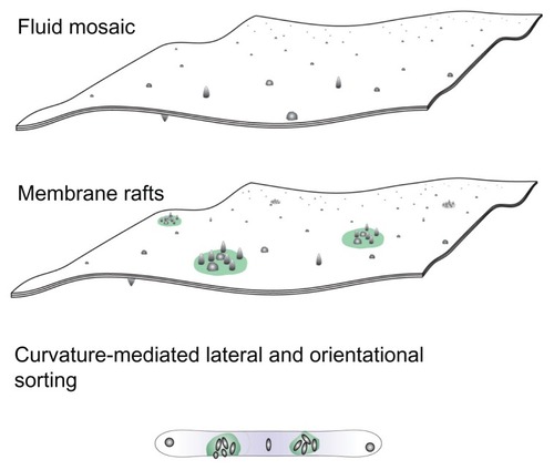 Figure 1 A schematic representation of three models of the membrane, ie, the fluid mosaic model,Citation27 the membrane raft model,Citation28–Citation30 and the curvature-mediated lateral and orientational sorting model.Citation34,Citation35Note: Violet color indicates orientational ordering of lipid molecules in the tubular portion.