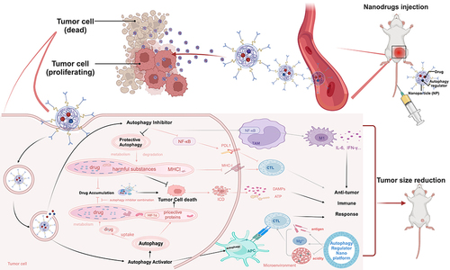 Figure 6 The applications of nanotechnology in combination therapy with autophagy regulator in tumor drug resistance treatment.