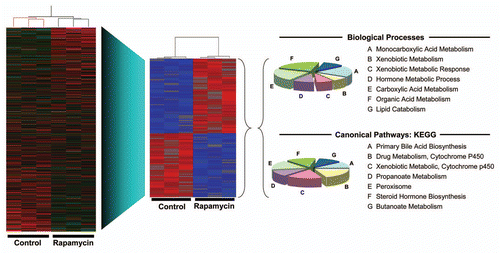 Figure 5 Effect of rapamycin on gene expression in late gestation fetal rat liver. Fetuses were administered rapamycin or DMSO vehicle in situ as described for Figure 1. Total RNA was prepared from triplicate control and experimental fetuses and analyzed by microarray (Affymetrix® Rat Gene 1.0 ST Array). To the left is shown a heat map and hierarchical clustering for all genes (red, high expression; green, low expression). From this dataset, a subset of genes was identified as showing a significant (p < 0.05) change in expression of at least 1.5-fold in response to rapamycin (red, high expression; blue, low expression). These genes were analyzed by GSEA for biological processes (top) and canonical pathways (bottom). The pie charts show the distribution of genes among categories for which the level of significance was p < 0.005 (40 genes for biological processes and 36 for canonical pathways).