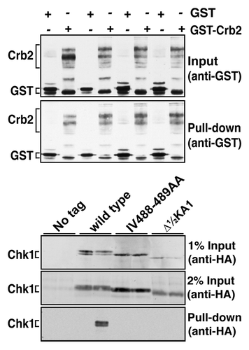 Figure 4. Non-functional Chk1 mutants fail to interact with Crb2. Strains expressing the indicated Chk1 mutants were transformed with plasmids expressing GST or GST-Crb2 from the nmt1 promoter. Expression from nmt1 was induced by thiamine withdrawal for 12 h at 30°C, whereupon cells were then incubated with 0.01% MMS for a further 7 h. The top panels show the input (50 µg total extract) and recovered (on glutathione magnetic beads) GST and GST-Crb2, as well as the endogenous S. pombe GST that runs slightly faster than the exogenous GST. Lower panels show 1% or 2% of the input for Chk1 (50 µg or 100 µg of total extract) and the Chk1 (wild-type only) recovered on glutathione magnetic beads.