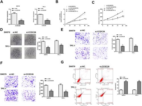 Figure 2 CCDC26 depletion inhibits thyroid cancer progression in vitro. (A–G) SW579 and TPC-1 cells were transfected with control siRNA (si-NC) or CCDC26 siRNA (si-CCDC26). (A) CCDC26 expression measured by qPCR in these cells. (B) Viability of these cells analyzed by CCK-8 assays. (C and D) Proliferation of these cells assessed by BrdU incorporation assays and colony formation assays. (E and F) Migration and invasion of these cells examined by Transwell assays. (G) Apoptosis of these cells measured by flow cytometry analysis. Data are presented as mean ± SD. Statistic significant differences were indicated: **P < 0.01, ***P < 0.001.